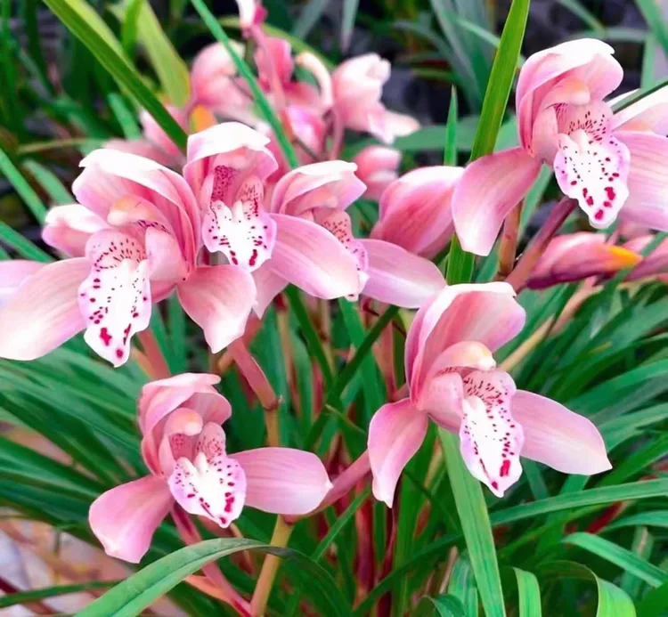 春兰：貂蝉春兰红花铭品 开花浓香 室内盆栽绿植 国兰兰花