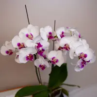 悠花里蝴蝶兰【雪玉】微瑕开花珠发货