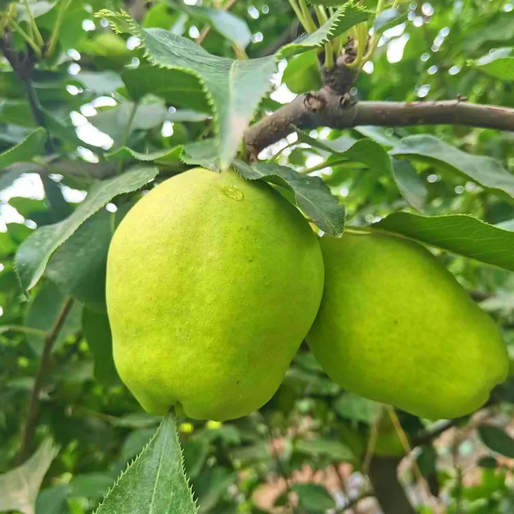 【甘肃早酥梨】早酥梨青皮酥脆多汁当季新鲜水果果园直发【包邮】西梅