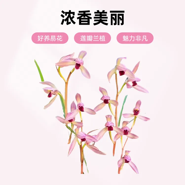 莲瓣兰烈焰红唇无花苞发货浓香花卉绿植裸根植物阳台使用好养易花