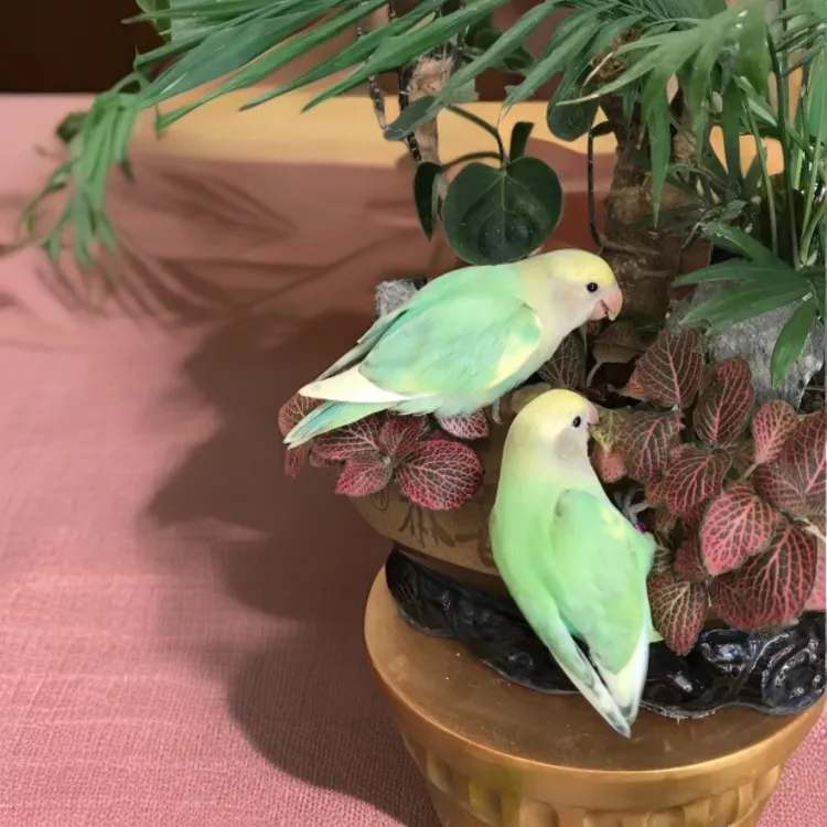 亲人雏鸟喂养金顶牡丹母鸟白面牡丹家养温顺小鹦鹉牡丹牡丹鸟鹦鹉