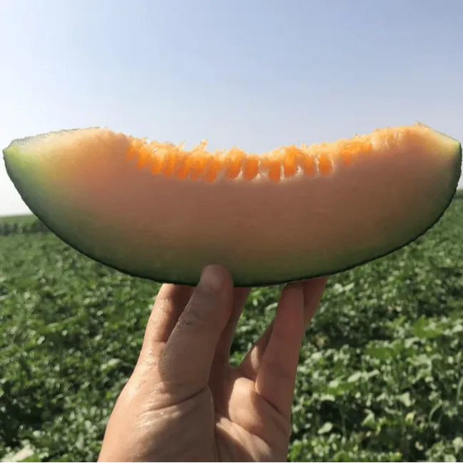 【顺丰包邮新疆直发】吐鲁番哈密瓜西州蜜25号自然成熟头茬一级瓜