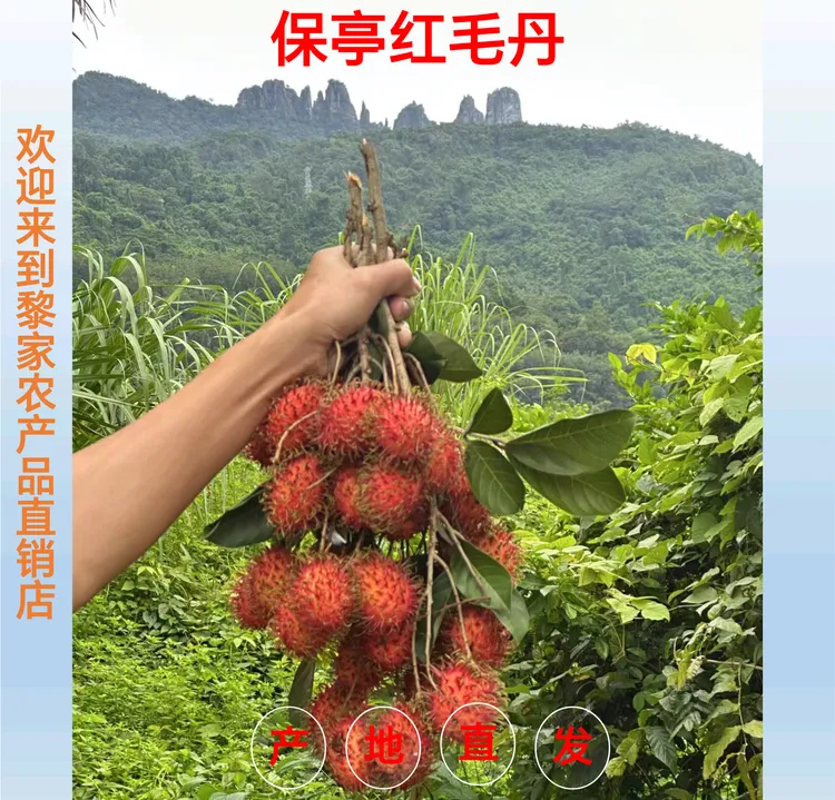 海南保亭7号红毛丹新鲜现摘当季毛荔枝顺丰运输多汁鲜甜产地直发