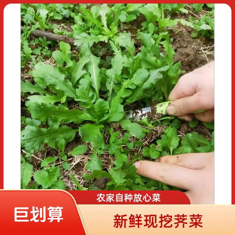 【顺丰包邮】苏北农家露天新鲜荠菜头茬嫩荠菜自然生长野荠菜