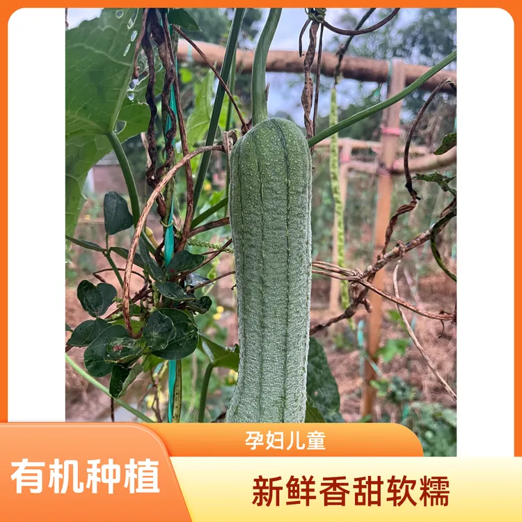 现摘皱皮白玉丝瓜新鲜本地现摘当日达绿色有机孕妇儿童