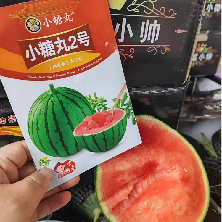 小糖丸2号西瓜种子礼品瓜早熟甜度高