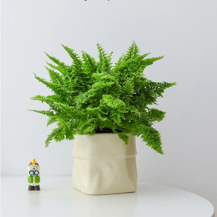 双11棉花糖蕨盆栽蕾丝蕨懒人好养蕨类植物办公桌面工位小绿植花卉