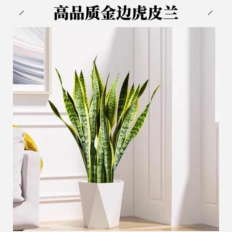 特级虎皮兰室内桌面家用办公室盆栽绿植金边虎皮兰大绿植盆栽室内