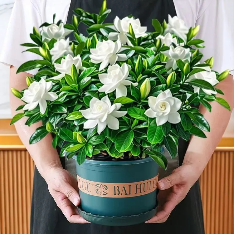 【带花苞】浓香型特大盆栀子花卉四季开花植物绿植净化空气可除甲醛