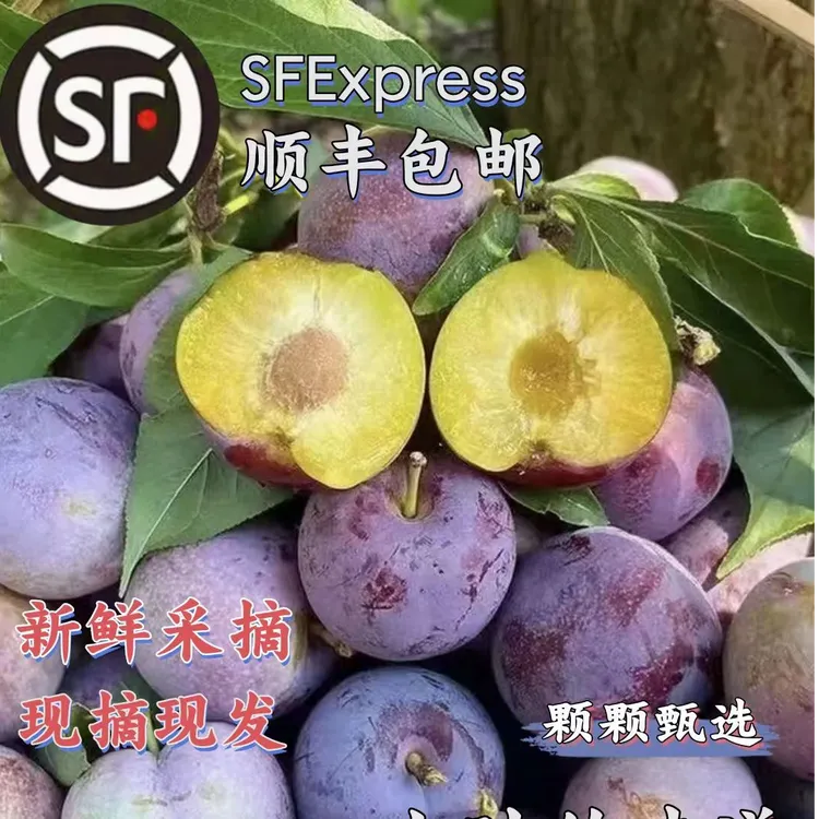 【顺丰包邮】四川汶川高山脱骨脆红李子现摘现发脆甜多汁应季水果