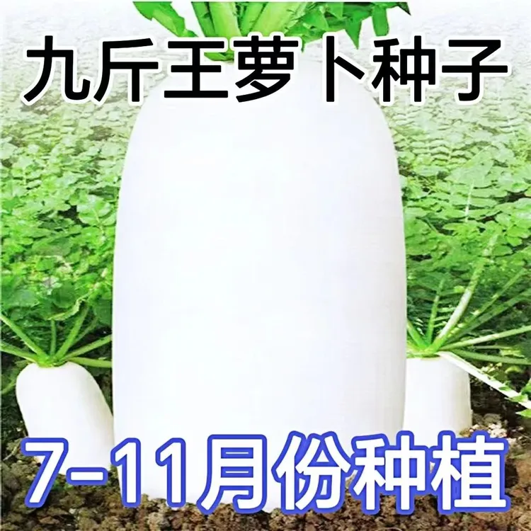 【九斤王萝卜种子】特大白萝卜种子不易空心春秋季播种大白萝卜种子