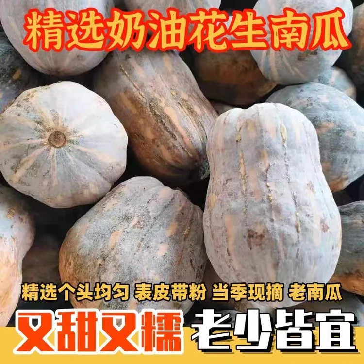 河南现摘新鲜金香小南瓜软糯香甜适合宝宝与老人辅食贝贝板栗南瓜