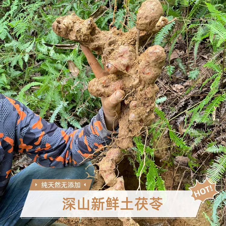 新鲜出土白肉土茯苓！祛湿神器，煲汤必备，现挖现发，源头直供！