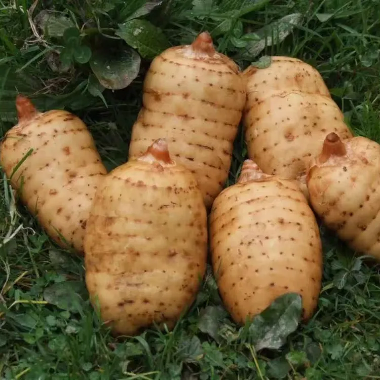 云南昭通小草坝新鲜天麻自产自销滋补炖汤正宗云南昭通小草坝天麻