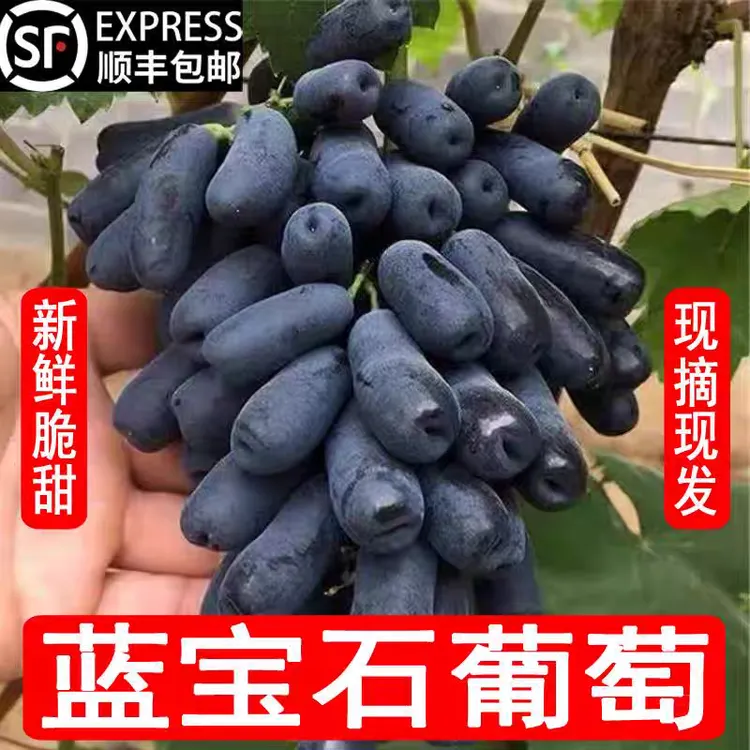 【现摘现发】蓝宝石葡萄金手指美人指新鲜无籽当季水果