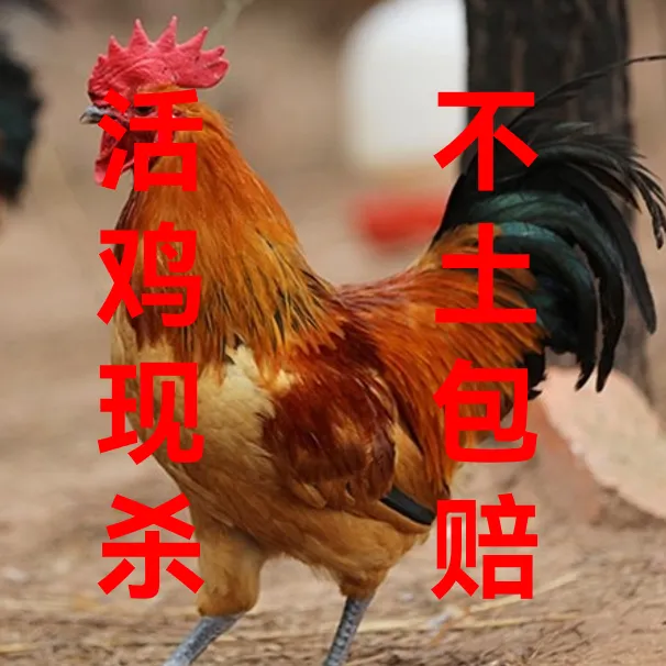 黑脚雪山草母鸡竹林跑地鸡150天