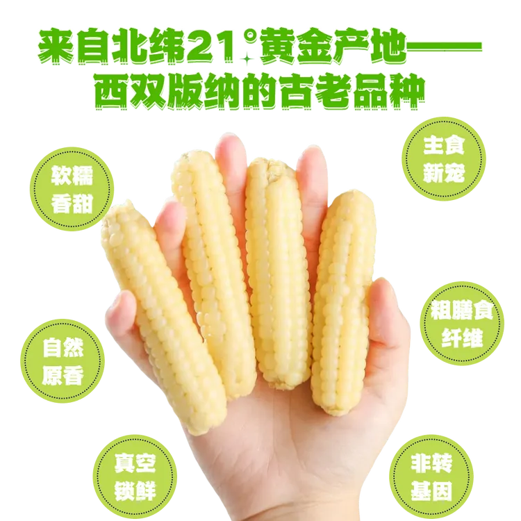 赵道传玉米糯玉米玉米云南西双版纳宝宝软糯香甜批发小玉米
