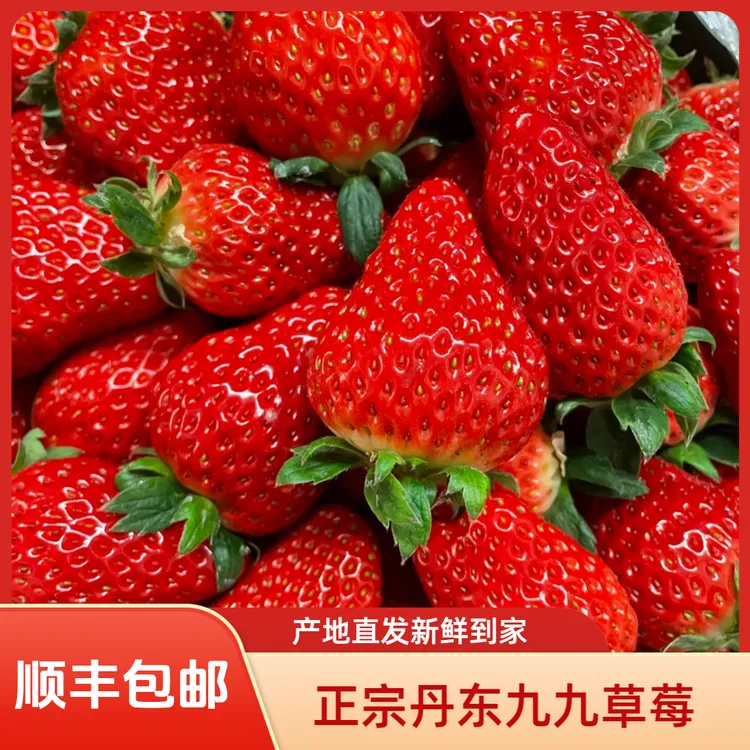 顺丰包邮丹东九九草莓新鲜产地直发包邮孕妇红颜奶油草莓