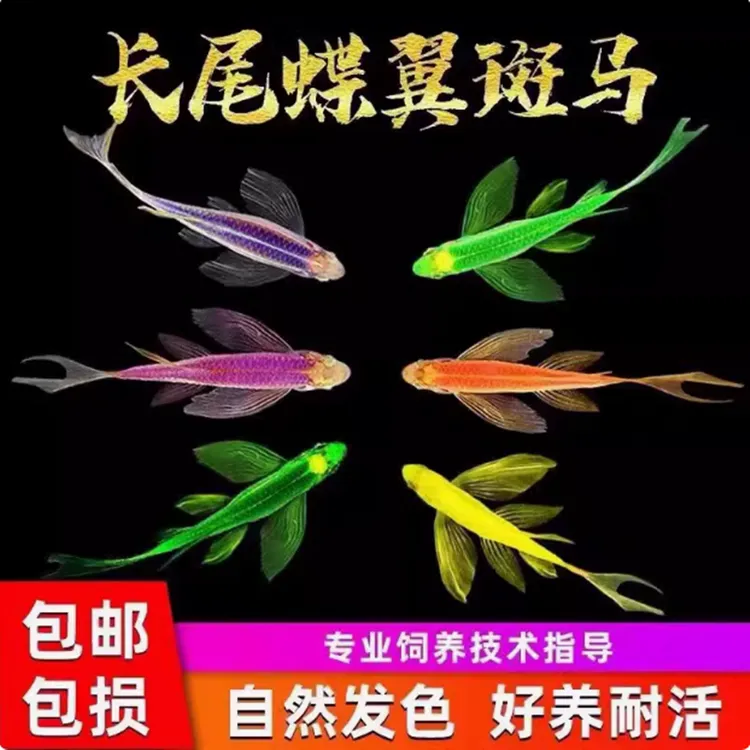 蝶翼斑马鱼长尾荧光糖果小型热带淡水观赏鱼活体鱼苗冷水彩色小鱼