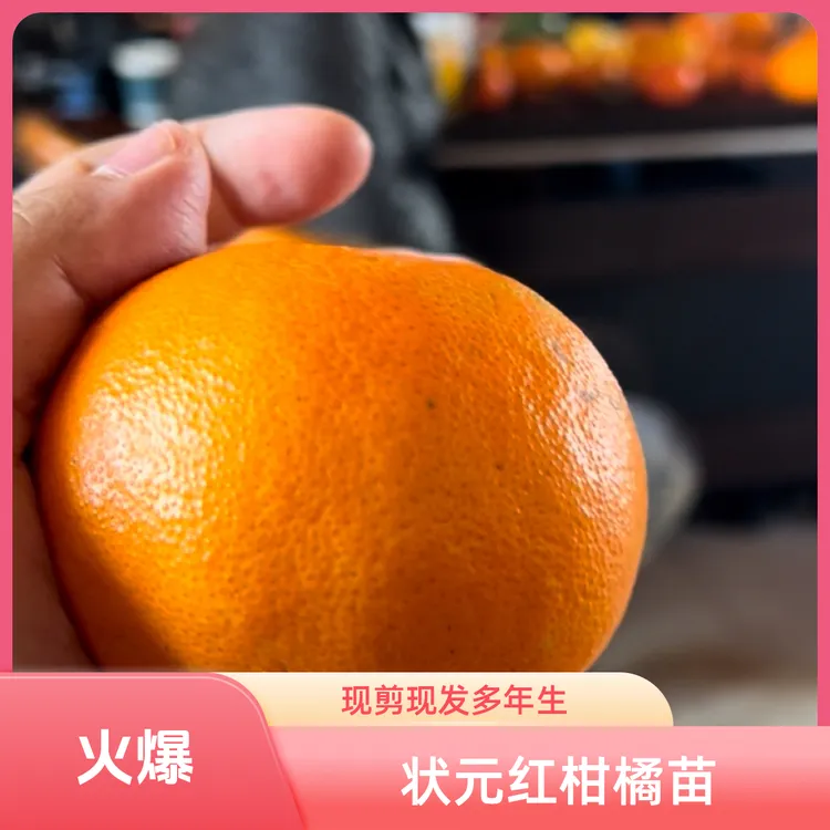 状元红柑橘苗木糖23嫁接枝条下单现剪现发源头苗技术支持柑橘苗