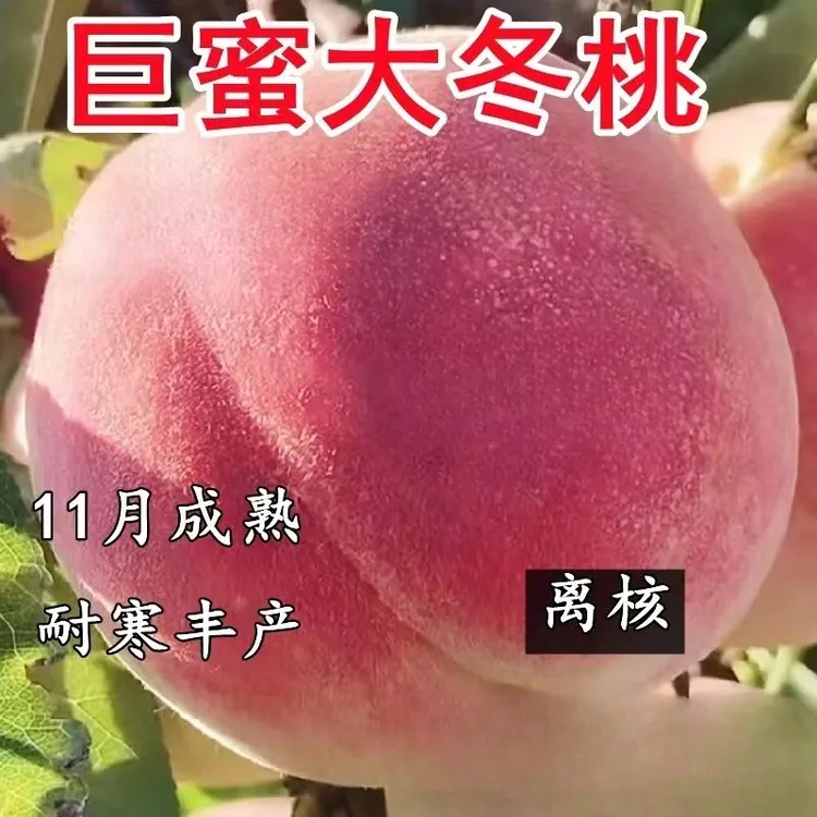 2-3年苗买1送2】冬桃树苗嫁接新品种巨蜜大冬桃树苗南北方盆栽地栽