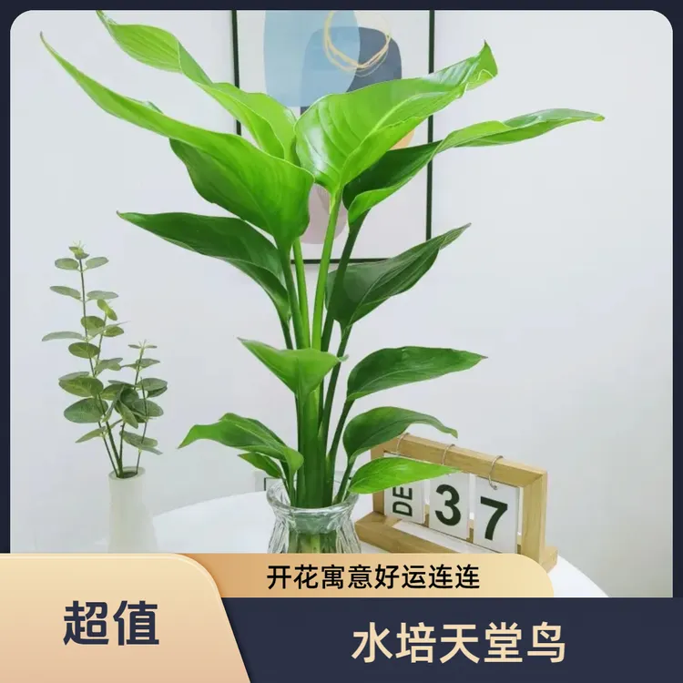 水培天堂鸟植物ins风桌面小绿植春季鹤望兰盆栽绿植室内客厅花卉
