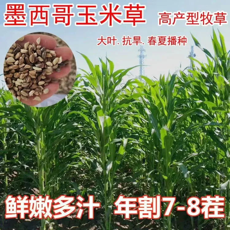 进口墨西哥玉米草种籽优12鱼草种籽四季猪牛羊鱼兔养殖高产牧草种