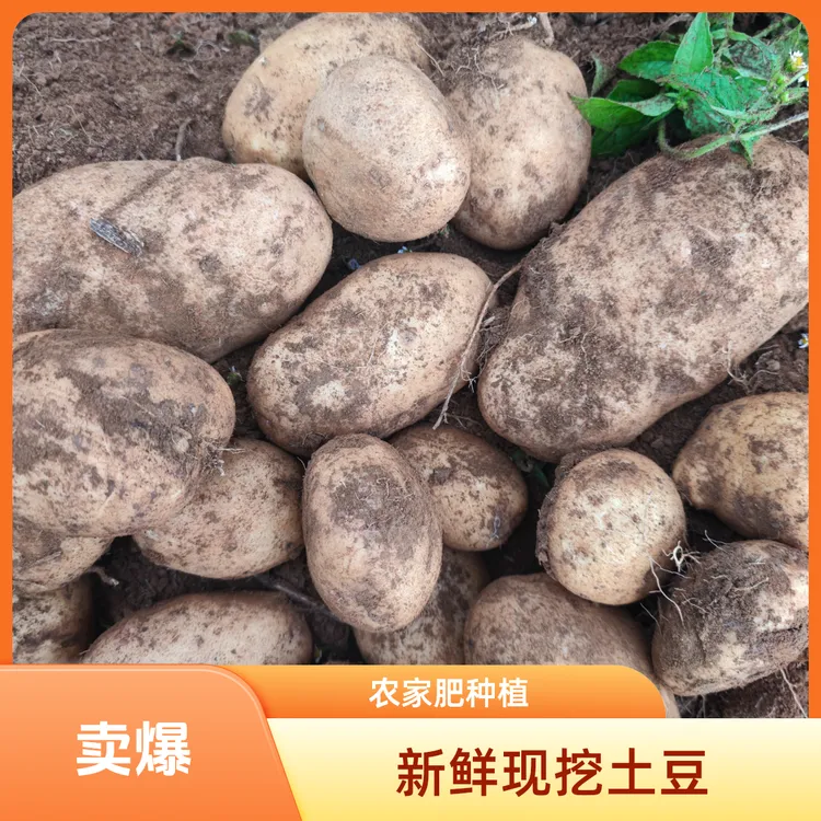 攀枝花海拔2400米高山纯羊粪种植土豆(白心/黄心混装）