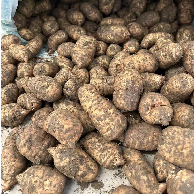 鲜天麻】云南鲜天麻500克 