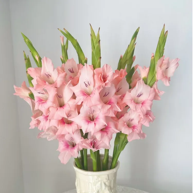 精选剑兰阿迪娜花束配花插花家庭办公室水养鲜切花云南顺丰包邮