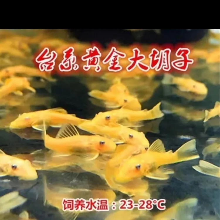 [入缸不包损】黄金胡子鱼红眼蓝眼黄金胡子鱼异形胡子鱼清洁鱼缸