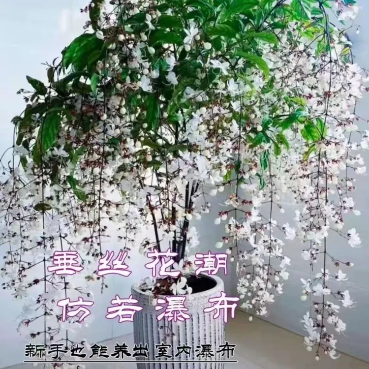 垂丝茉莉花苗四季开花室内阳台盆栽浓香垂枝茉莉花苗懒人爆花神器