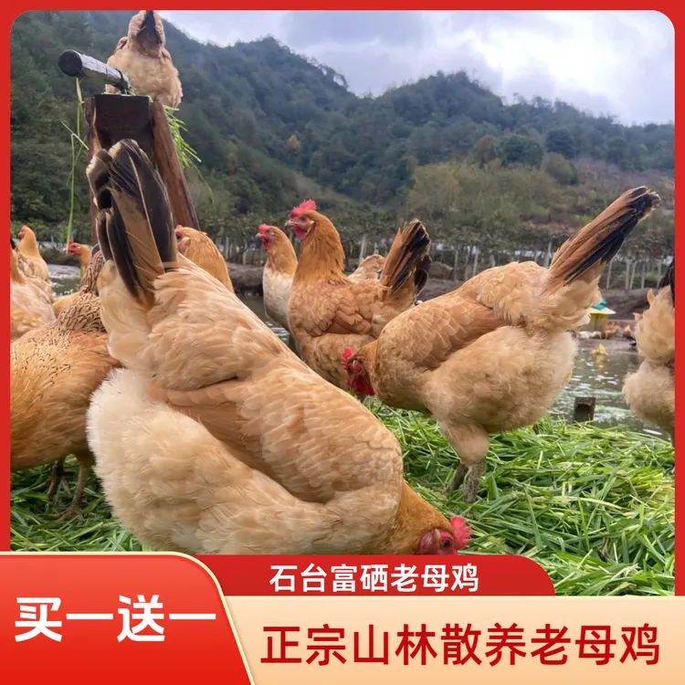 【买一送一】正宗山林散养老母鸡营养顺丰包邮石台富硒老母鸡 