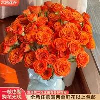 【云舍花卉】【橙色芭比】多头玫瑰  全场鲜花满2单及以上鲜花包邮