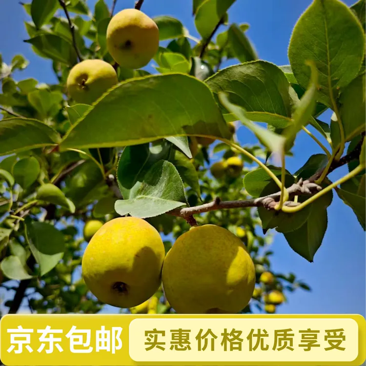 【现摘现发】【京东包邮】库尔勒香梨现摘现发新疆香梨脆甜多汁梨子
