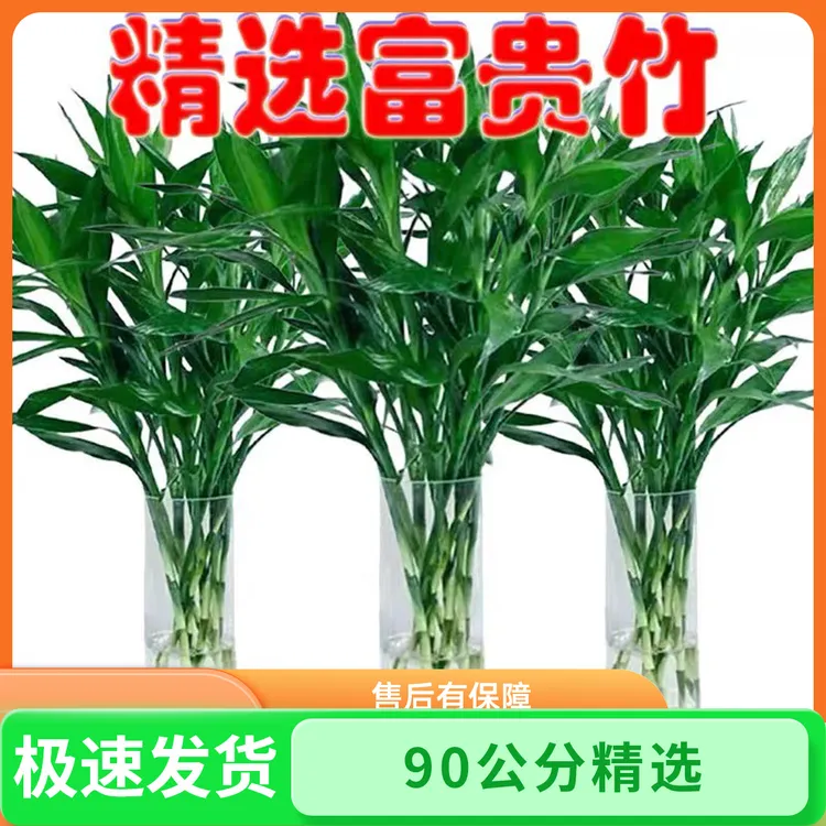 中号富贵竹80㎝-90cm水培植物居家绿植室内耐阴净化空气好养易活