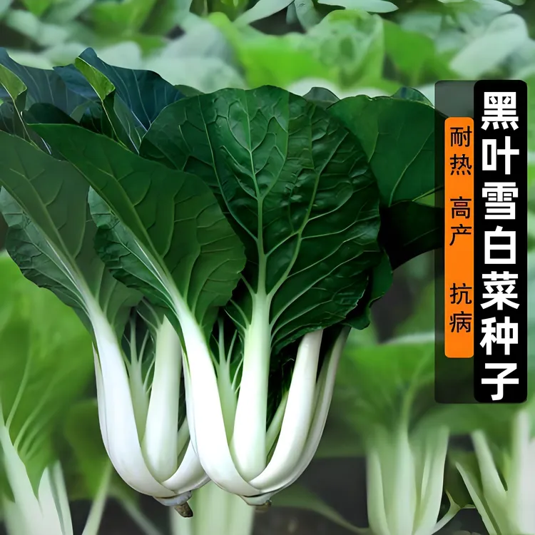 【黑叶雪白菜种子】家庭阳台小院四季种植盆栽地栽