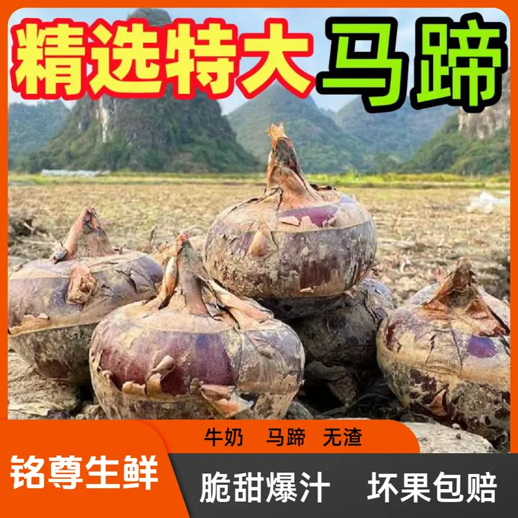 广西桂林荔浦红皮水果马蹄荸荠新鲜地梨农家特产脆甜多汁现挖现发商品图