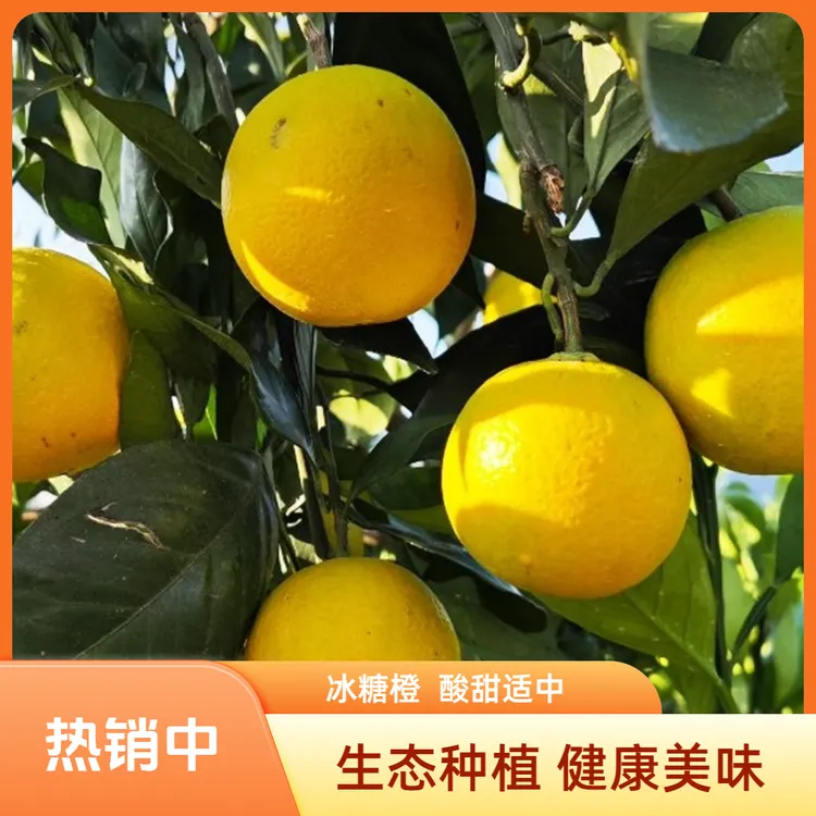 湖南高山老树冰糖橙-好吃不上火脆爽解腻酸甜可口