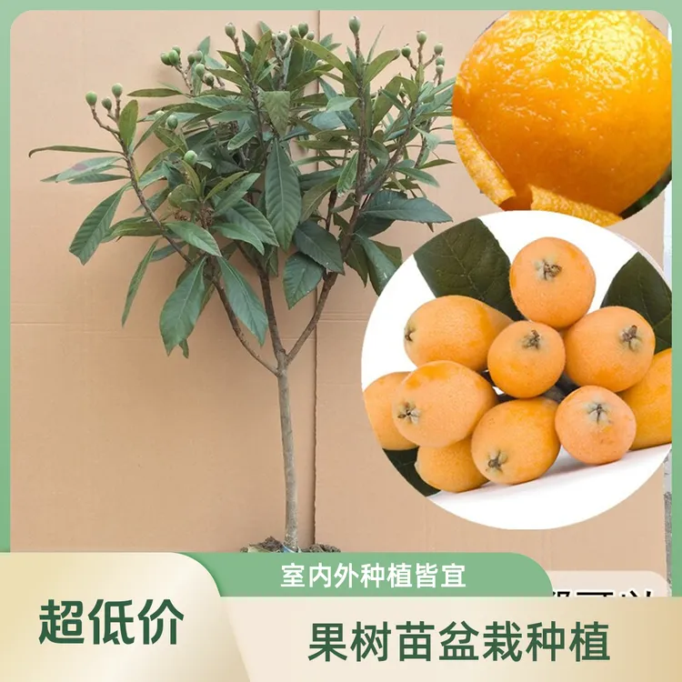 树界(大五星枇杷苗)原杯原土发货果型大好管理易种植结果快嫁接苗