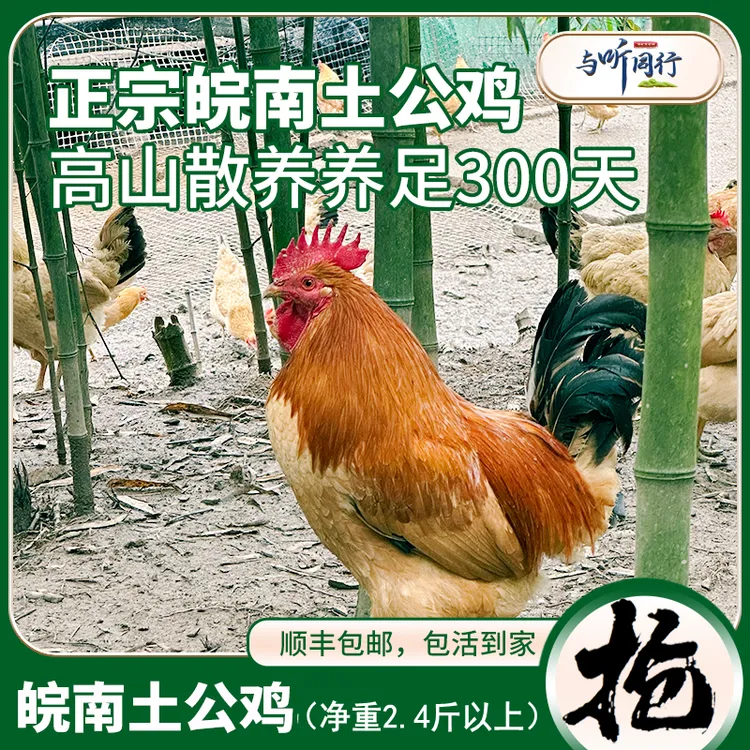 【散养老公鸡】与听同行原生态高山散养皖南老公鸡