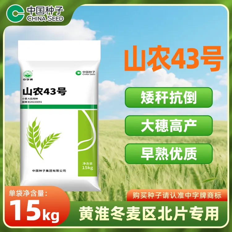 中国种子山农43号小麦种15kg/袋 矮秆抗倒大穗高产早熟品种