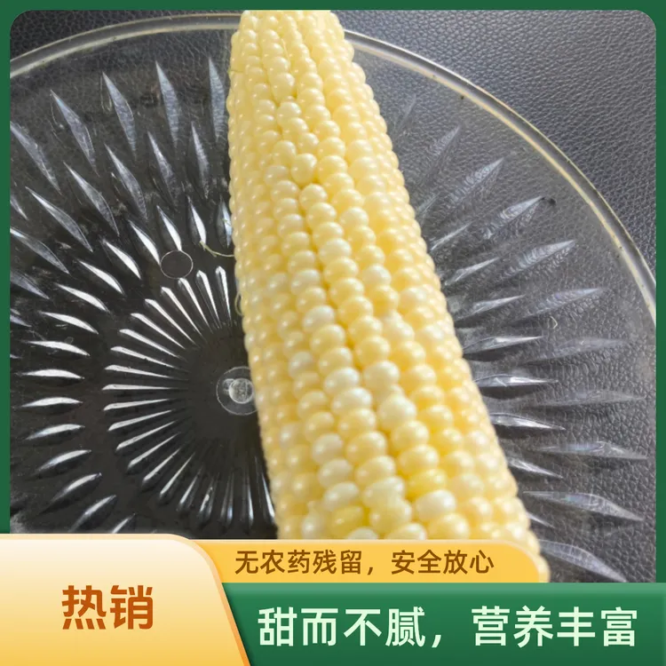 水果珍珠玉米新鲜头茬香甜糯粘大棒真空代餐试吃营养