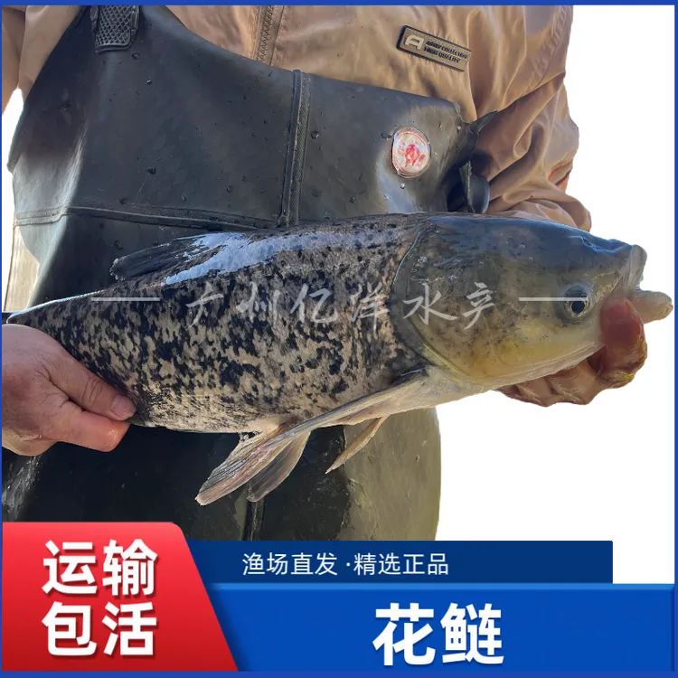 花鲢大头鲢鳙胖头淡水养殖顺丰中通包邮到家