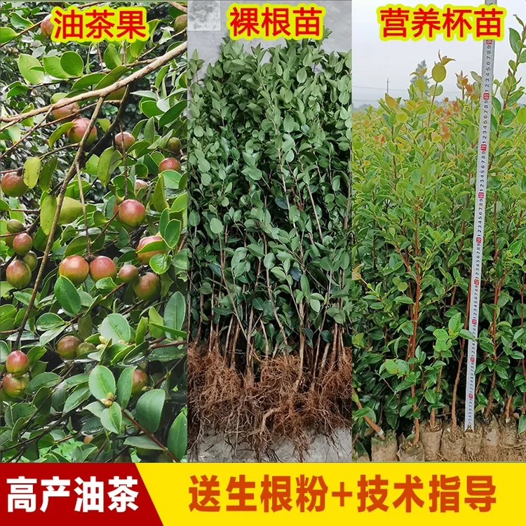 江西长林高产嫁接油茶苗杂交茶油树苗白花红果青果薄皮大籽出油高