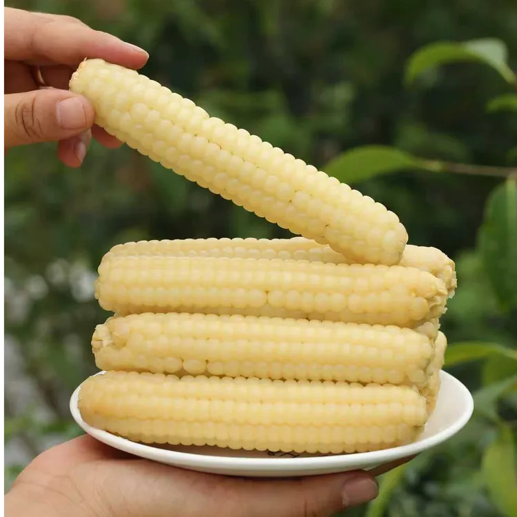 衢小柒西双版纳拇指玉米新采锁鲜软糯清甜500g/袋8-10根