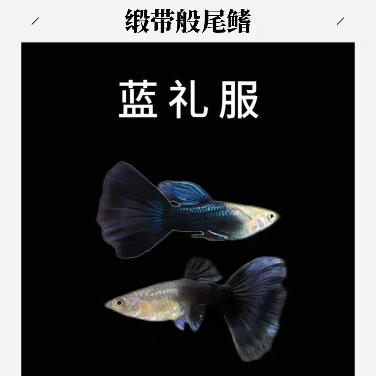 精品德系蓝礼服孔雀鱼带肚孕母小型观赏鱼淡水小鱼白云新手大尾鱼