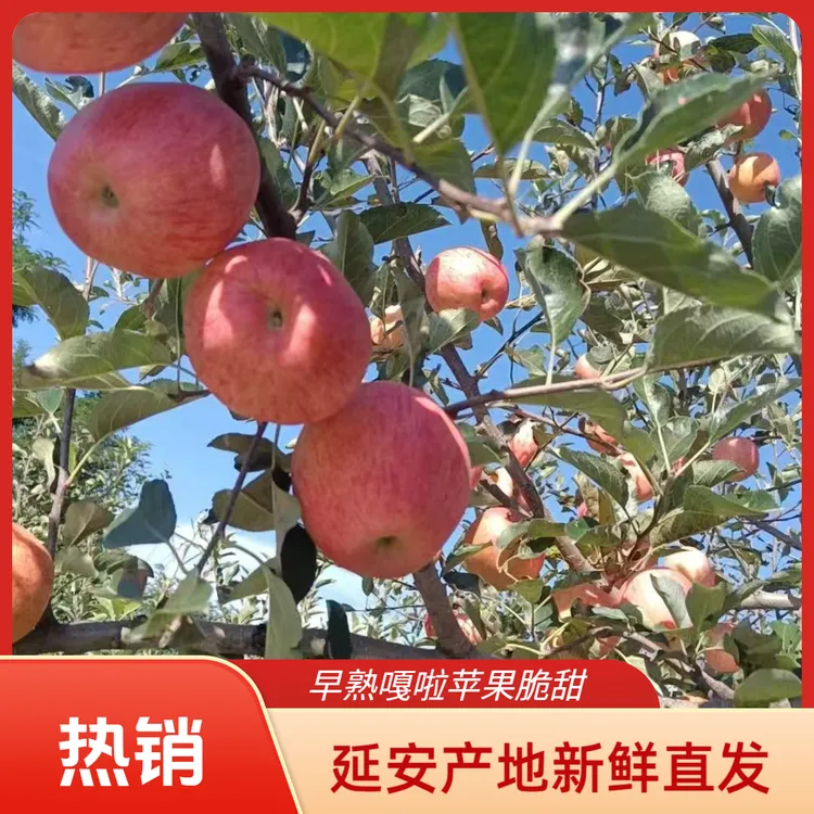 延安早熟嘎啦苹果产地直发新鲜现摘脆甜多汁