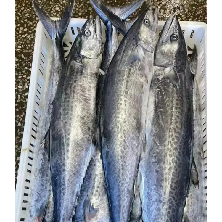 【巨无霸】青岛大鲅鱼 马鲛鱼3斤6斤8斤9斤10斤15斤 /条 礼盒装