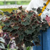 海蒂的花园室内桌面观赏绿植花叶秋海棠花金刚蔓绿绒常绿绿叶小苗